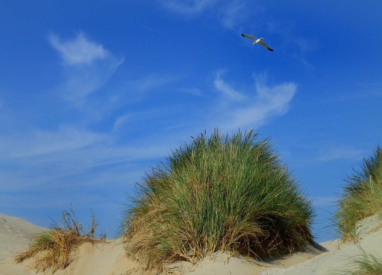 Image - dunes dune grass sky clouds