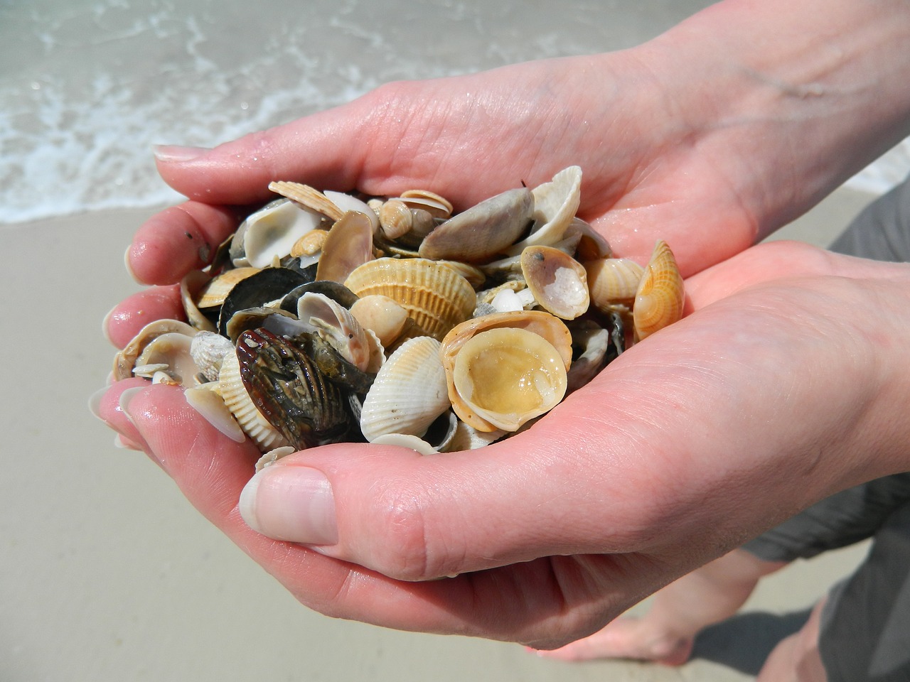 Image - sea shells hands beach summer sea