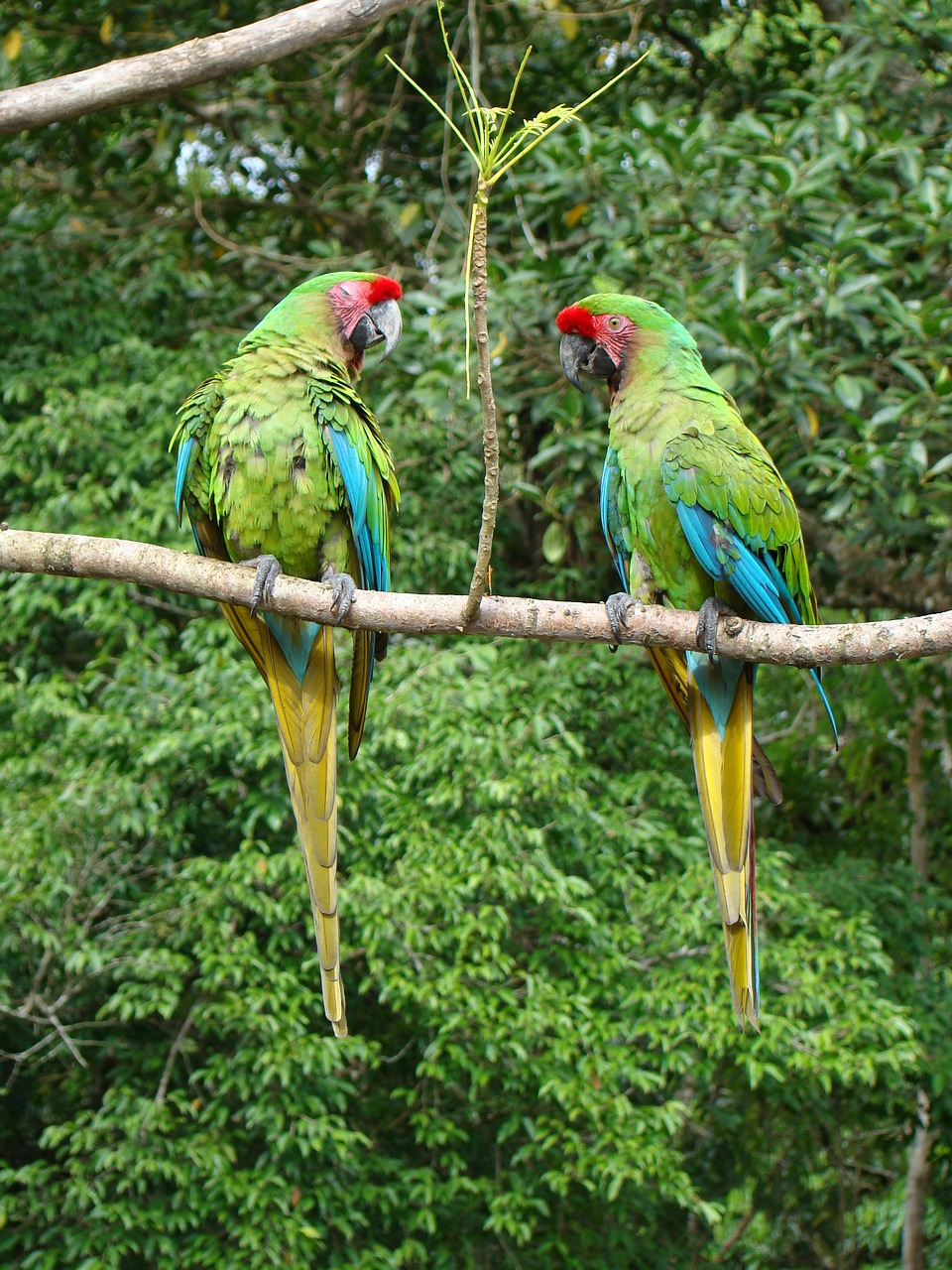 Image - lorikeets tingo maria jungle