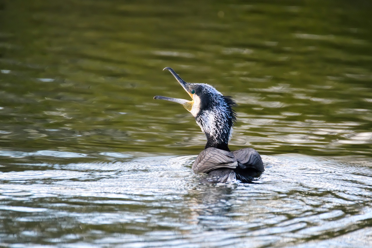 Image - cormorant bird lake water bird