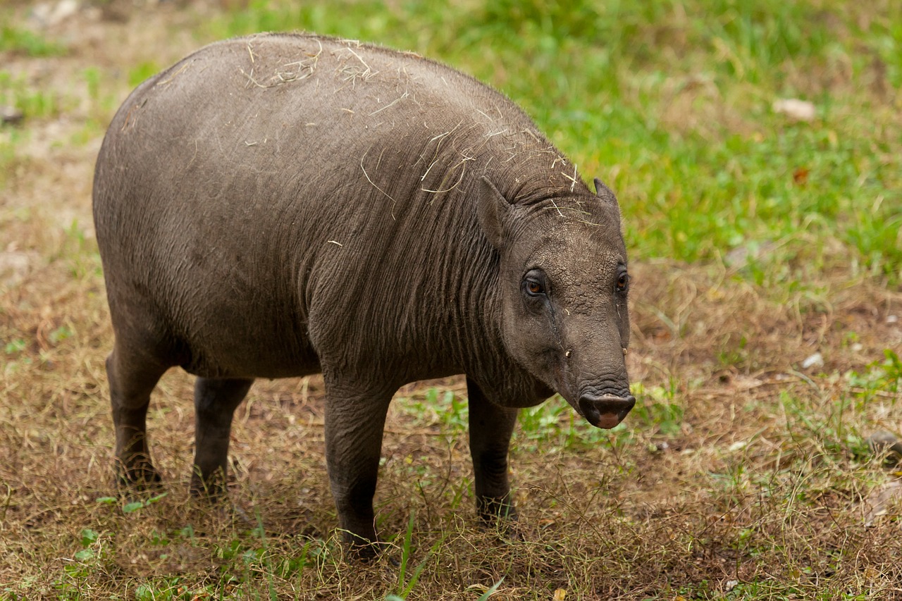 Image - animal boar mammal nature pig