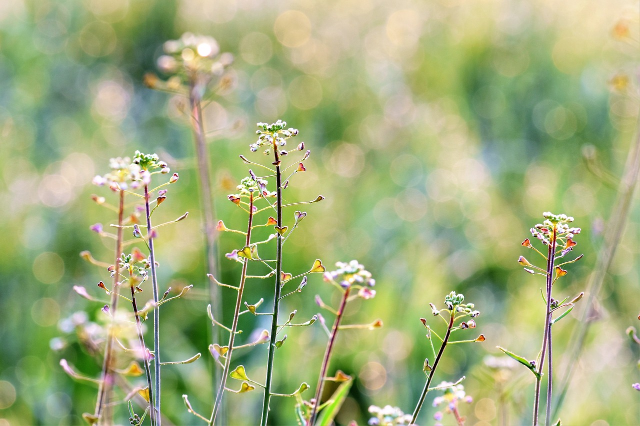 Image - meadow herbs halme flowers nature