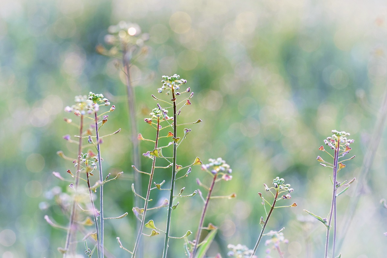 Image - meadow herbs halme flowers nature