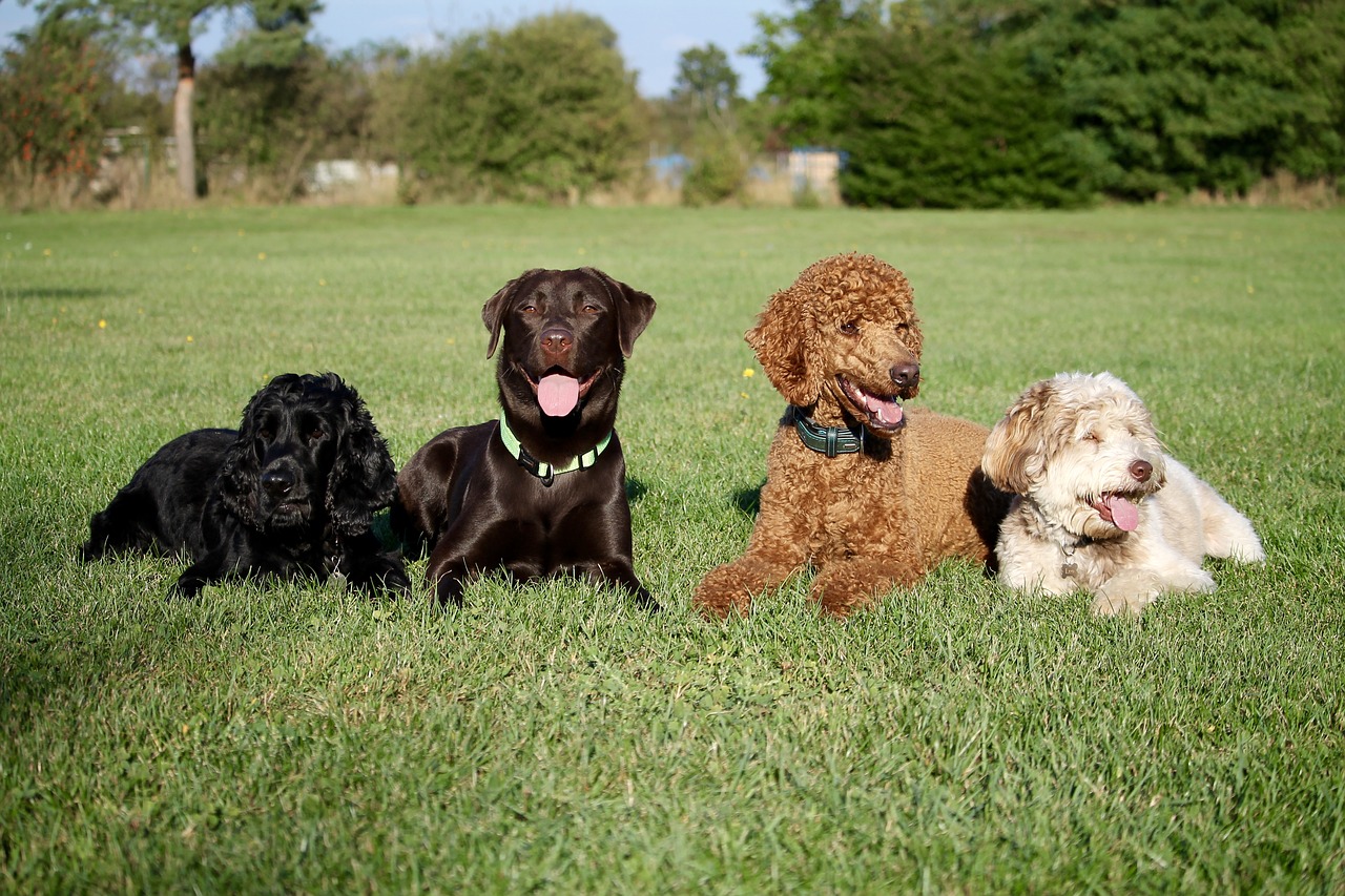 Image - dogs friends best friends labrador