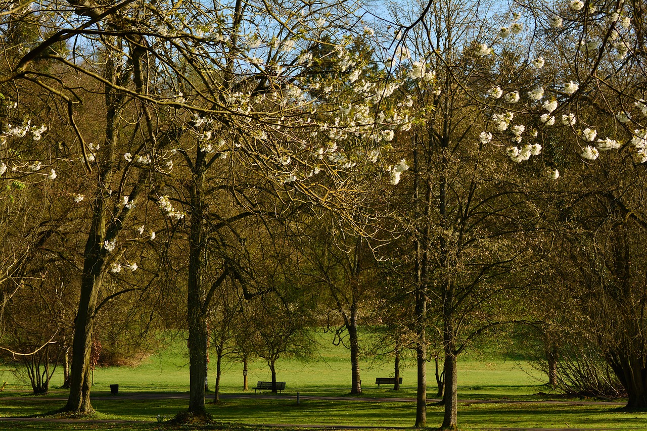 Image - park trees april spring