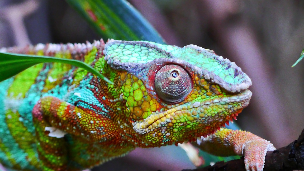 Image - kamelion reptile colorful animal