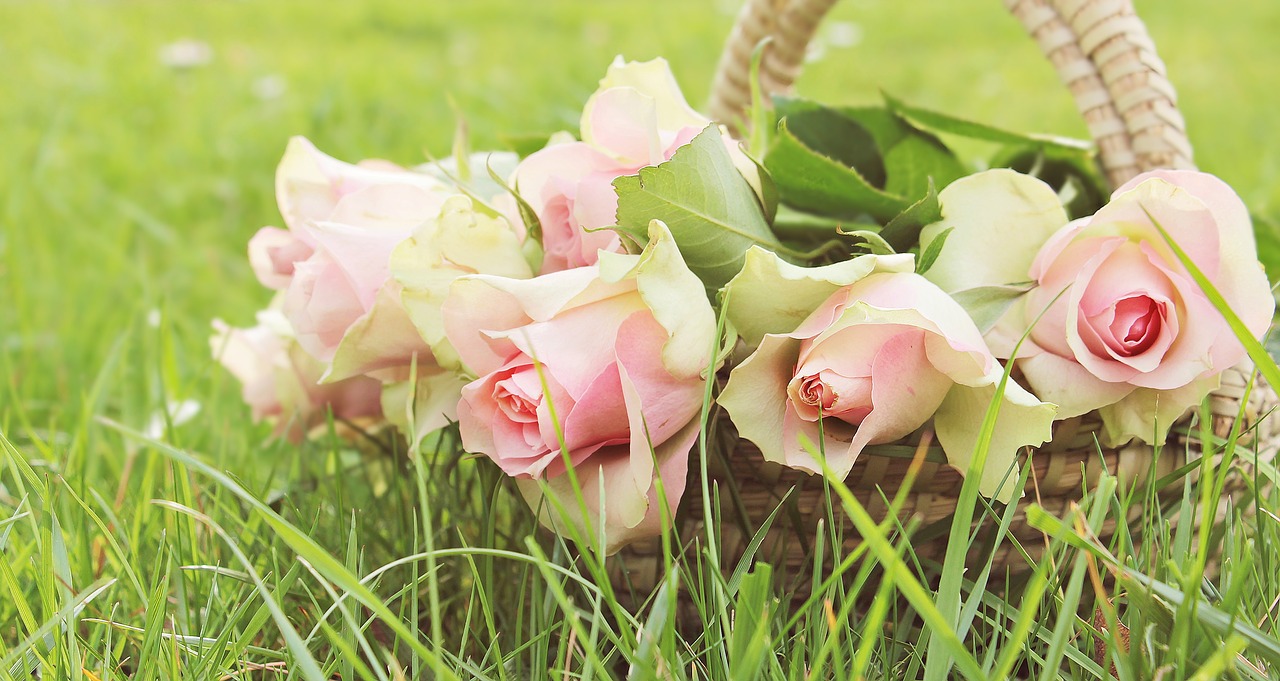 Image - roses noble roses basket flowers