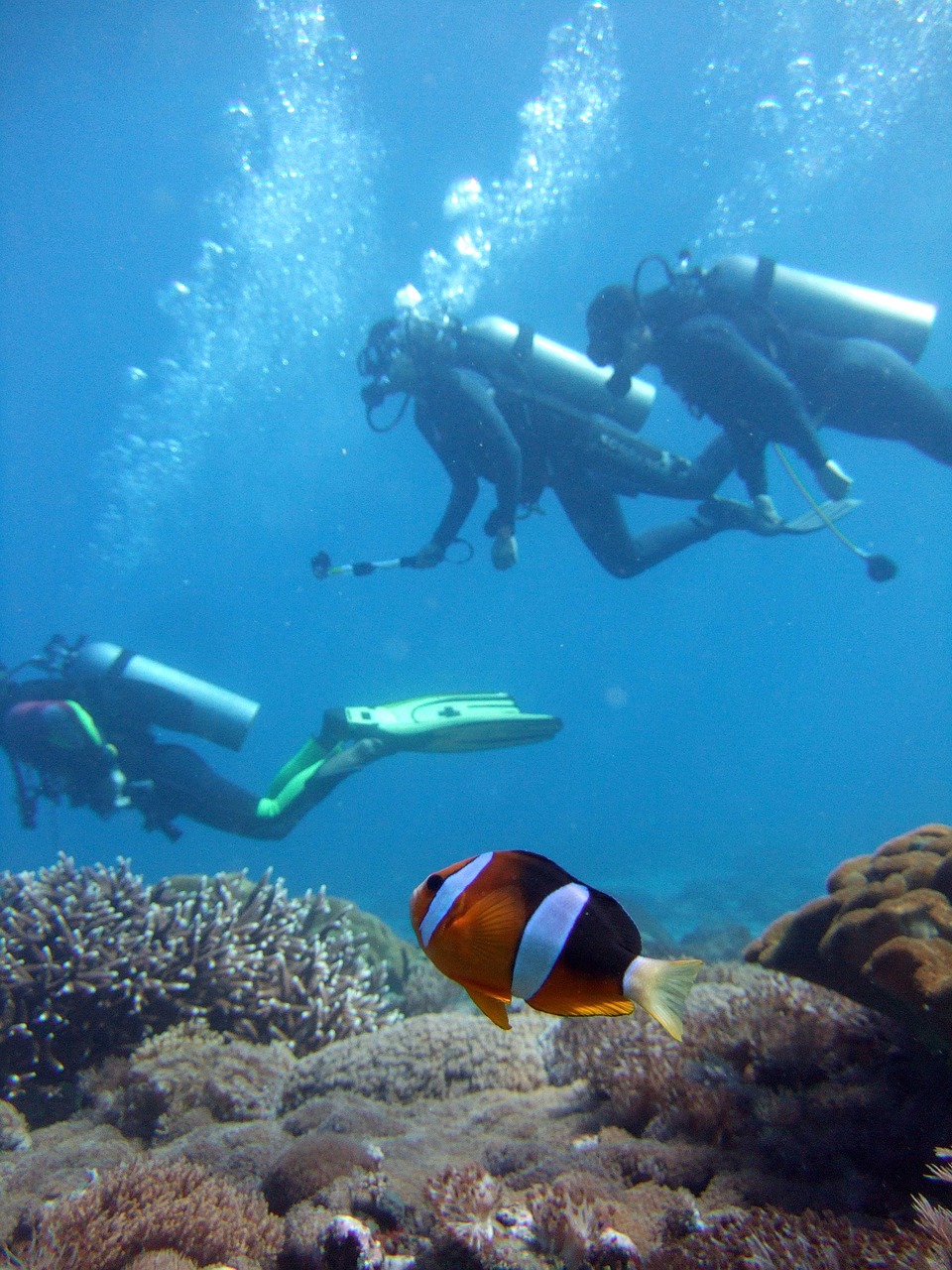 Image - diver clown fish diving anemone