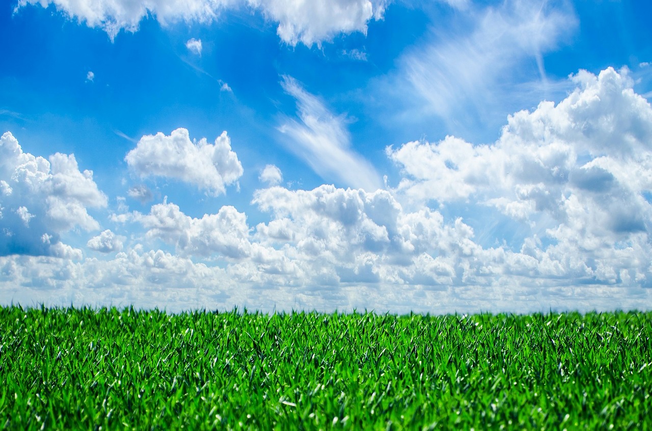 Image - grass background nature natural