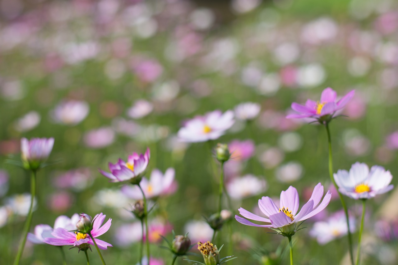 Image - flower canton wetlands