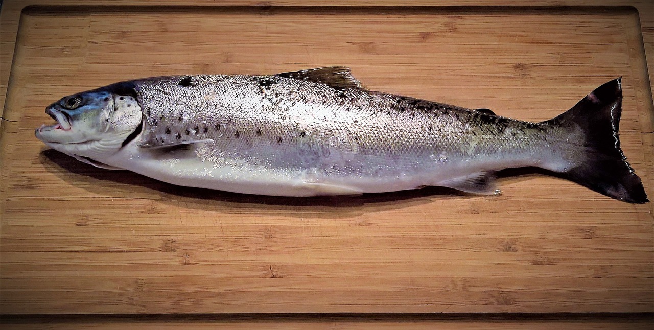 Image - fish sea trout salmo trutta