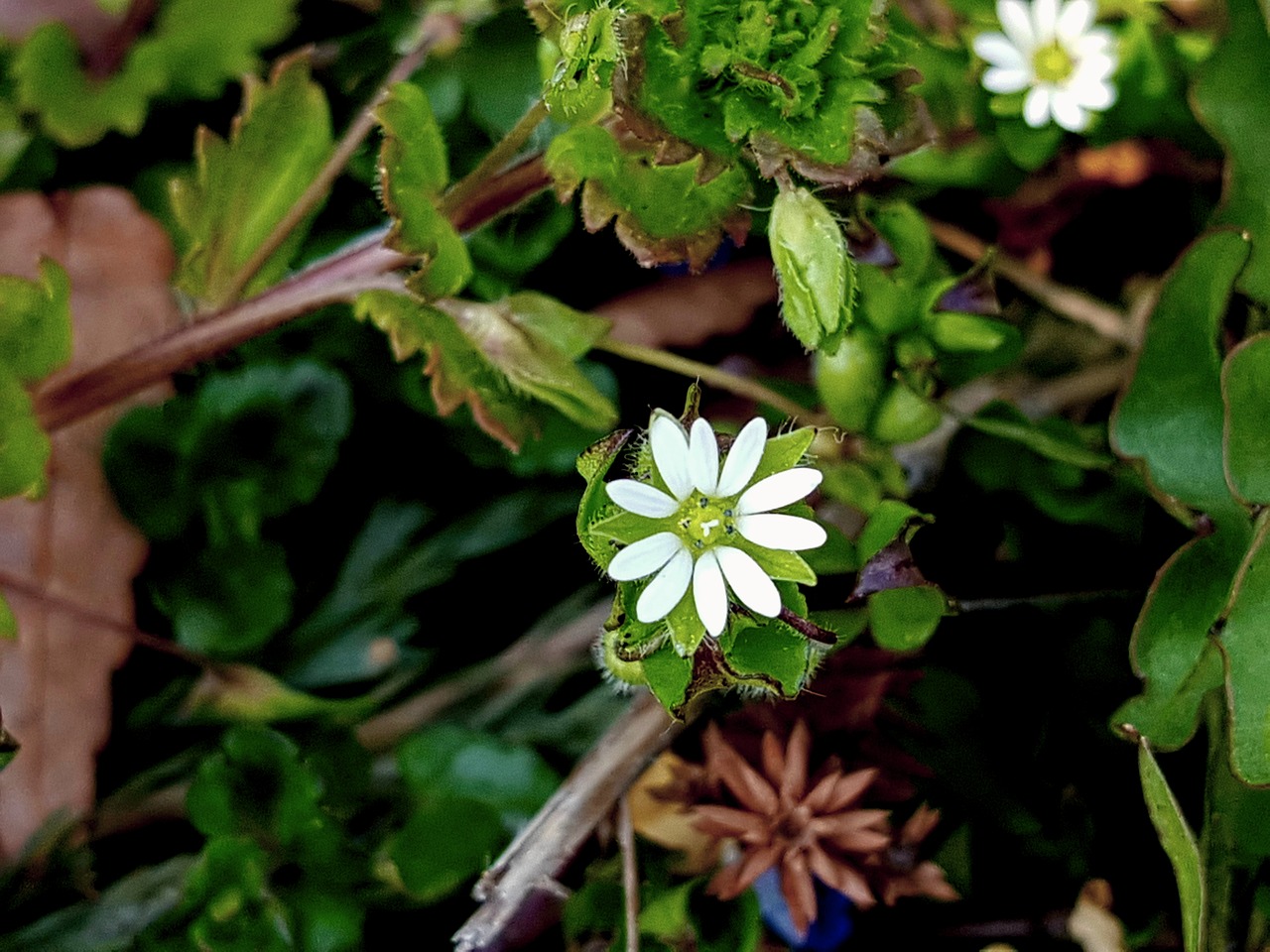 Image - wildflower chickweed iron by flame