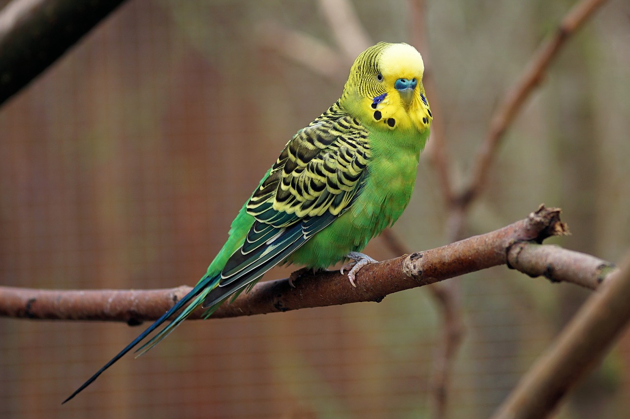 Image - budgie bird parakeet animals