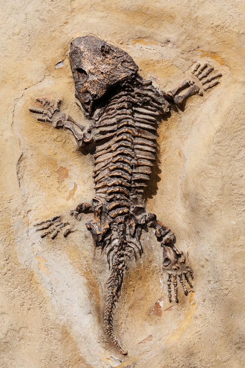 Image - dinosaur lizard fossil old ancient