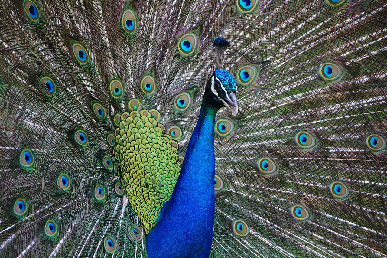 Image - peacock bird animal colorful