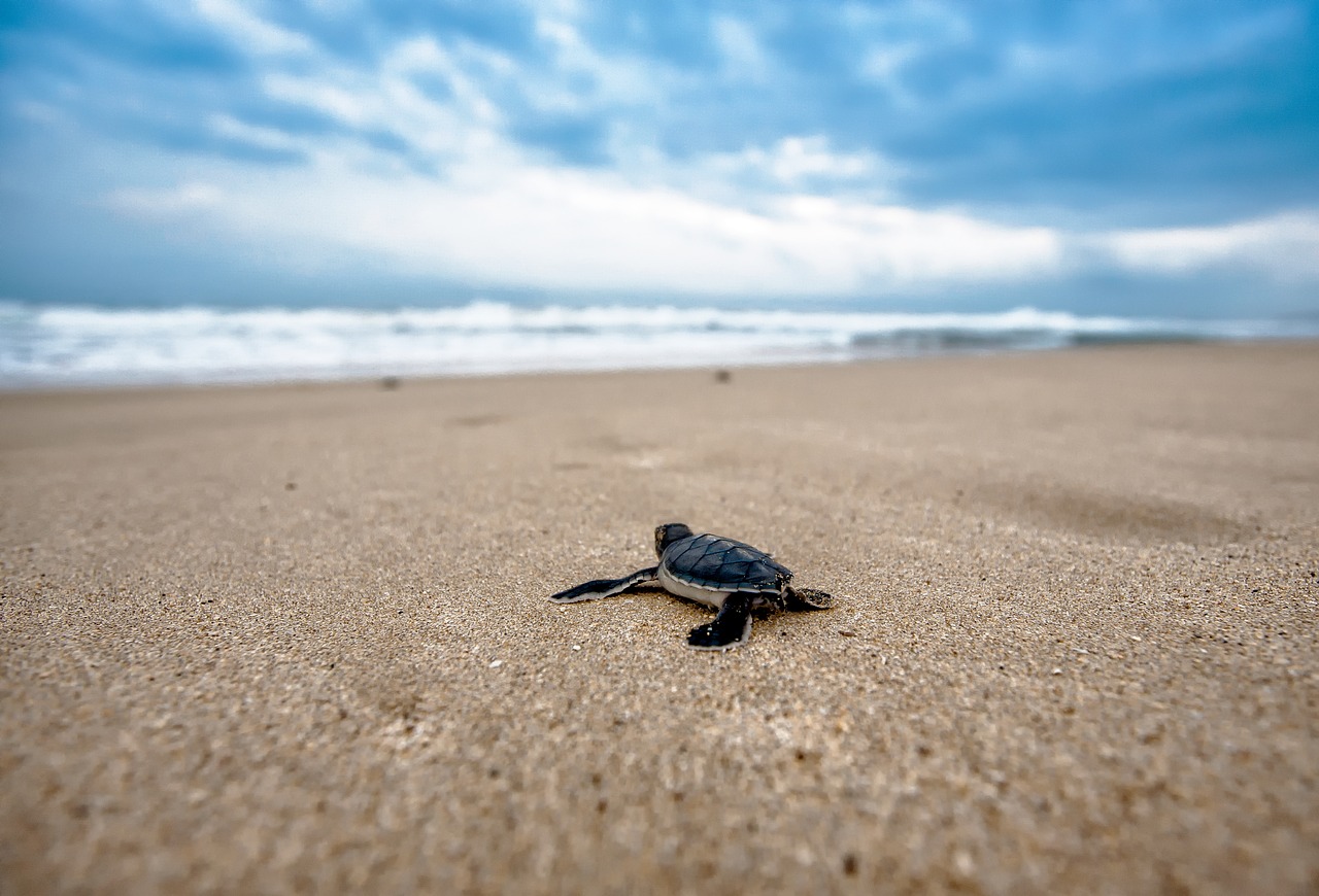 Image - turtle mydas children journey coast