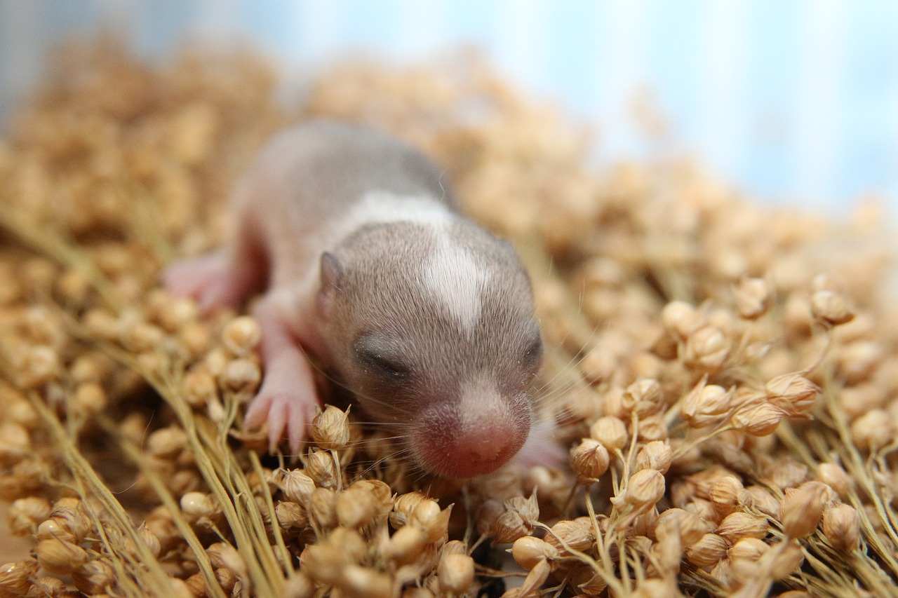 Image - mouse racing mouse gerbil