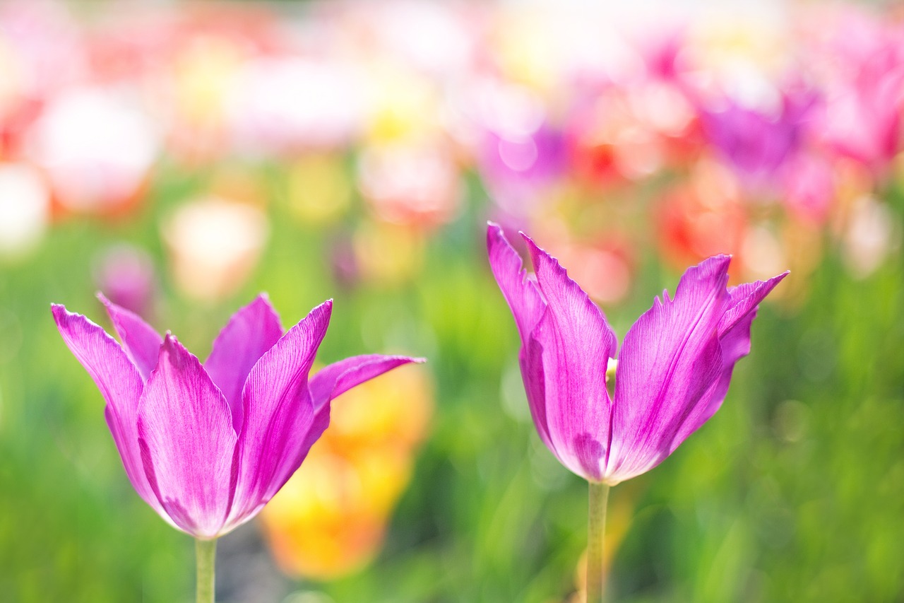 Image - tulips pink garden spring flowers