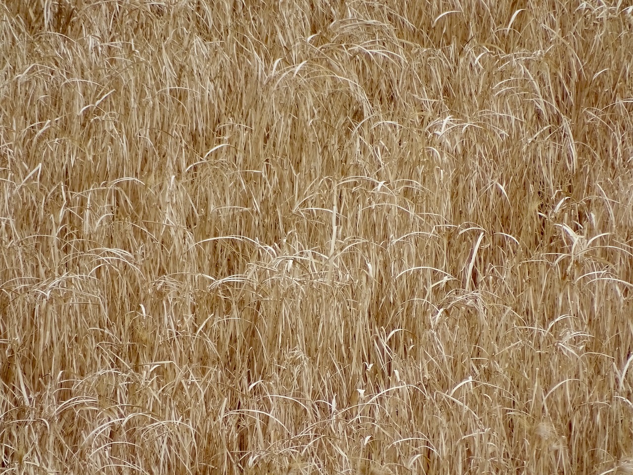 Image - field agriculture farm nature