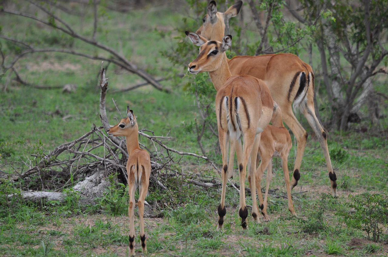 Image - impala family buck wildlife nature