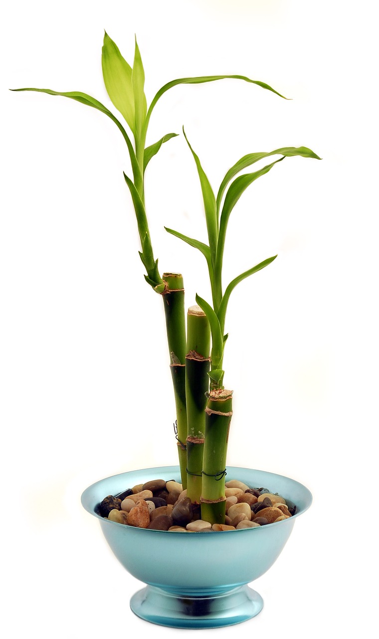 Image - bamboo houseplant potted plant
