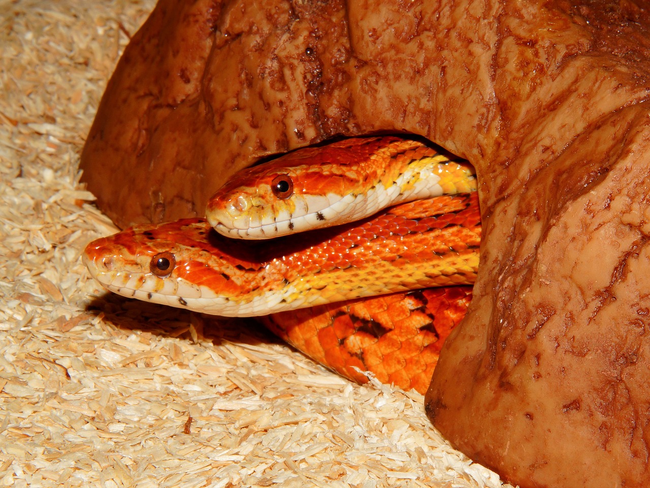 Image - snake non toxic corn snake reptile