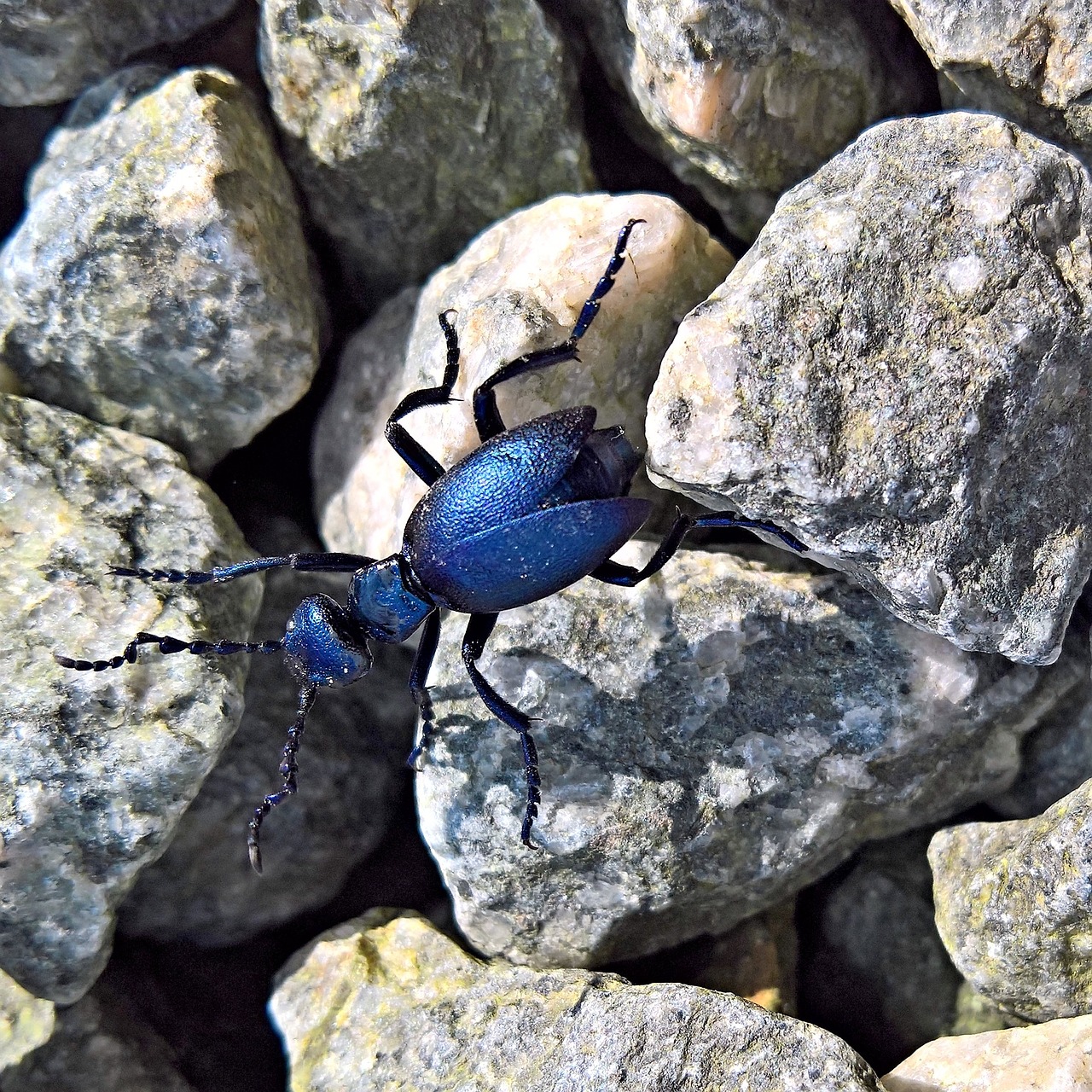 Image - nature beetle blue leaf beetle