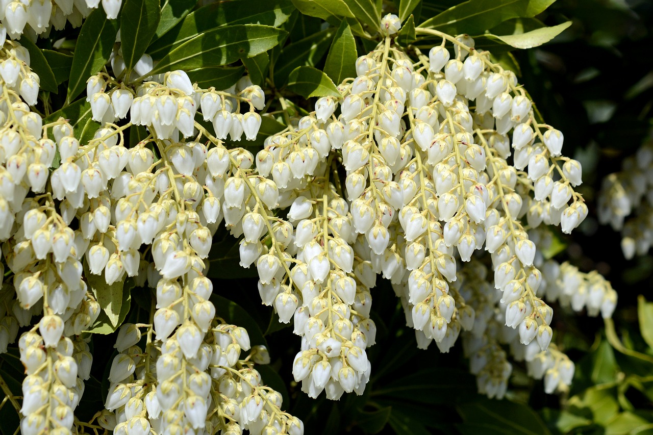 Image - lavender heath pieris white flowers