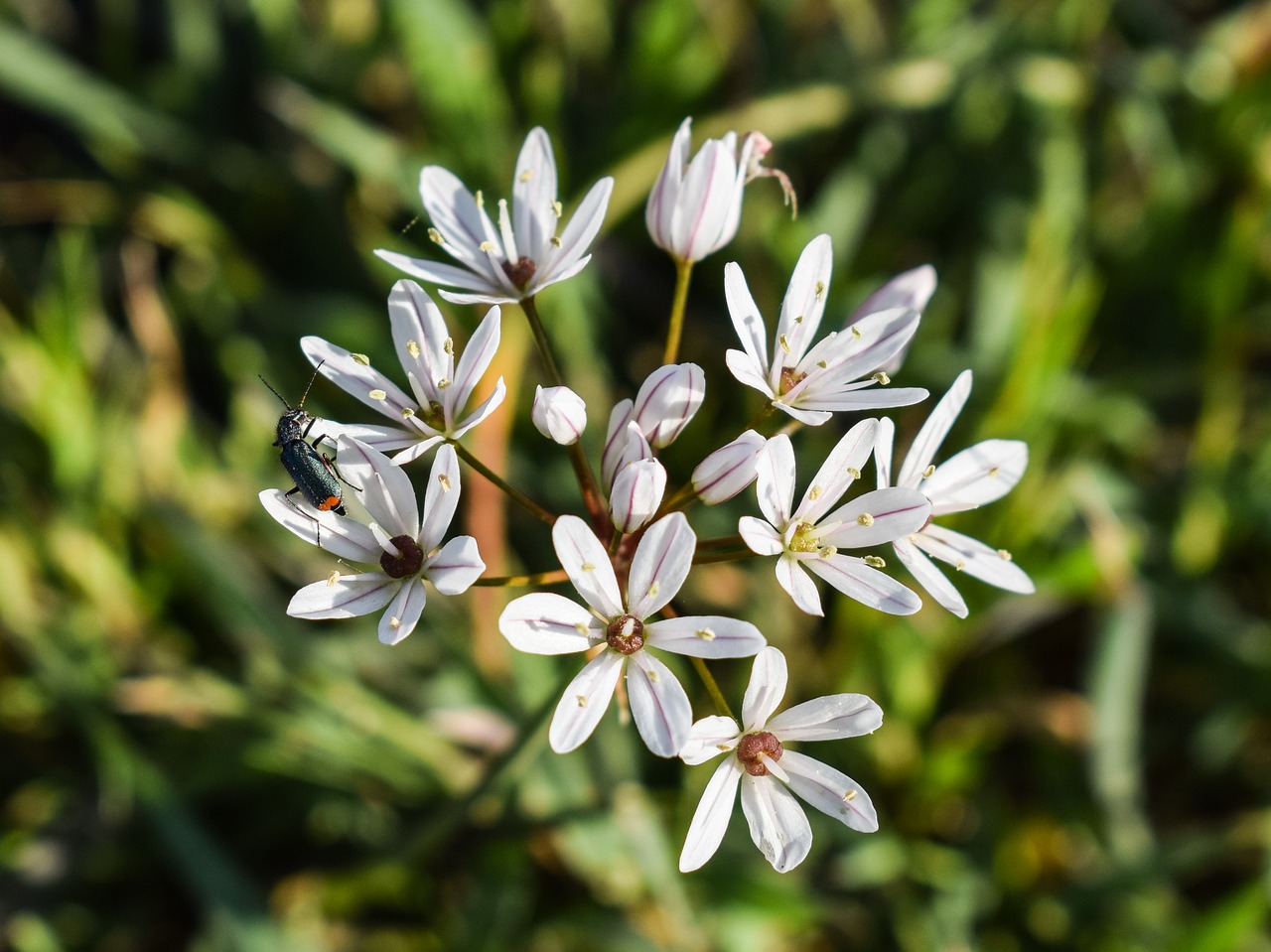 Image - wildflower inflorescence white