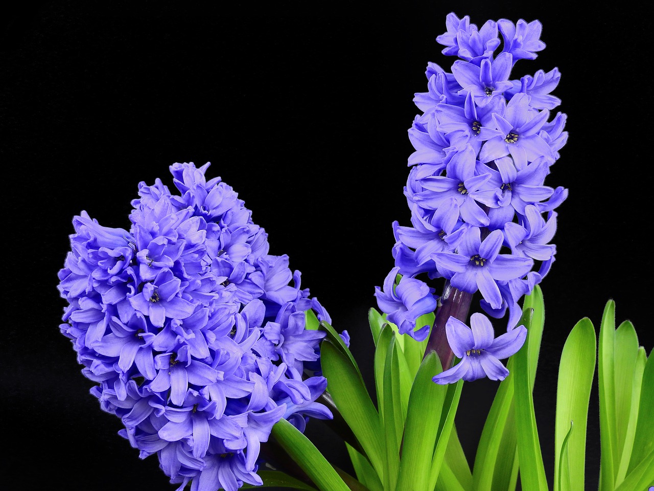 Image - hyacinth flower blossom bloom