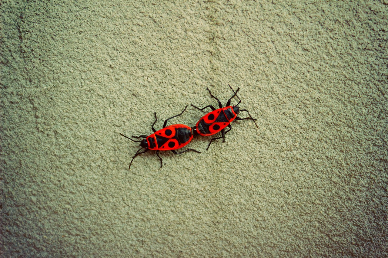 Image - beetles nature spring red bugs