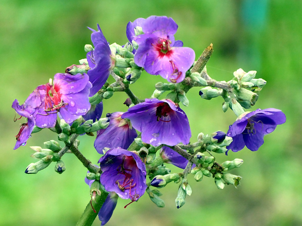 Image - flower violet tibouchina plant