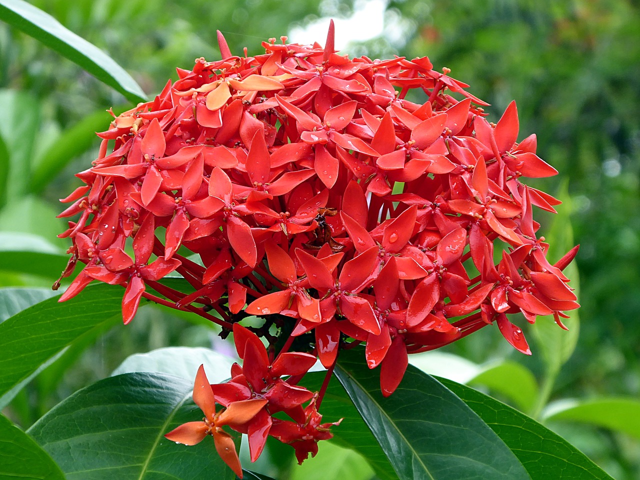 Image - flower red plant ixora costa rica