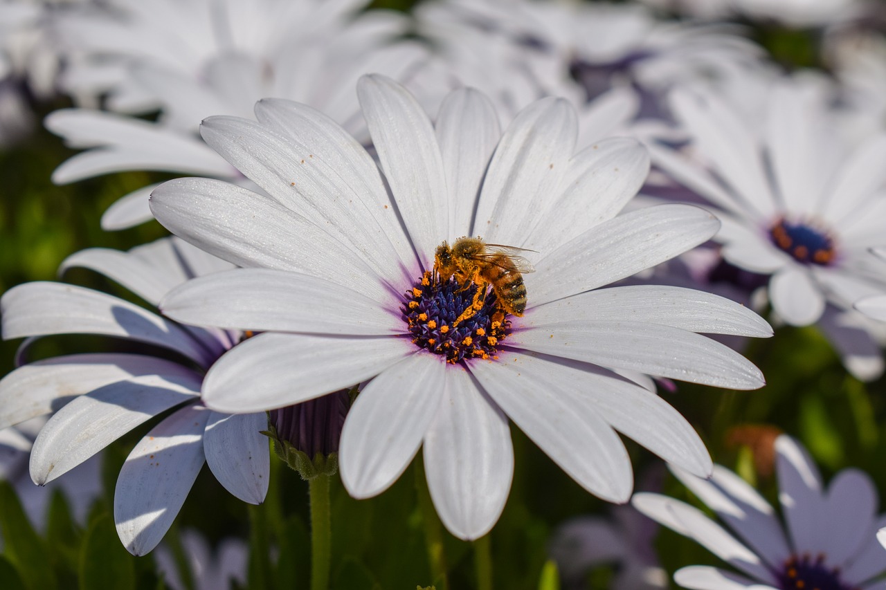 Image - african daisy bee nature flower