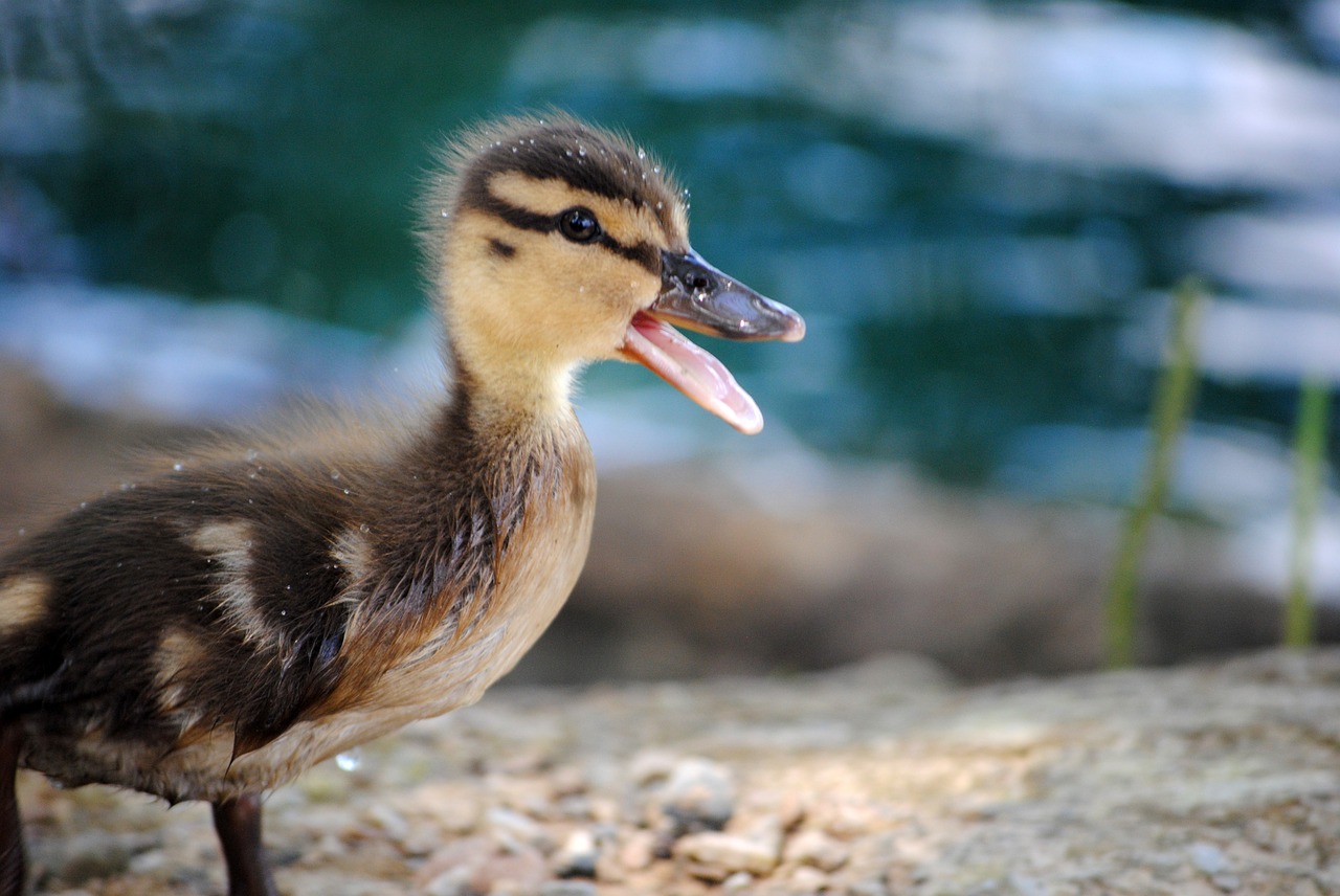 Image - duck ducky baby baby duck duckling