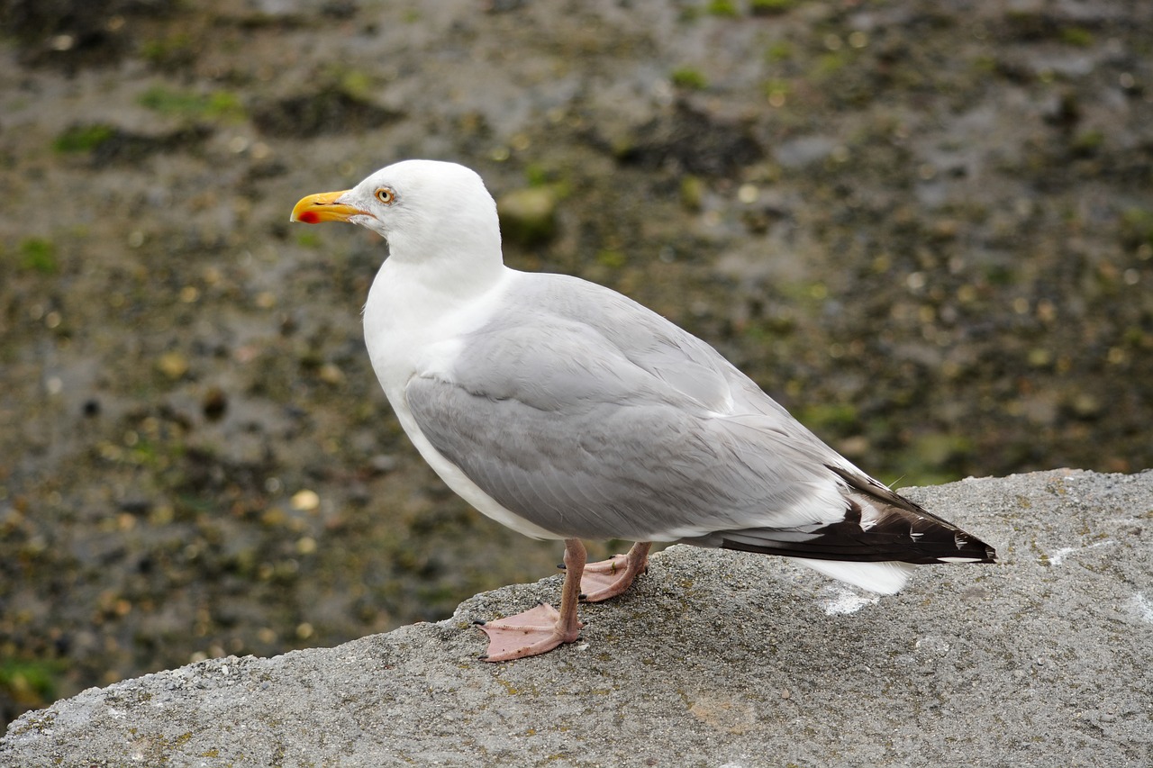 Image - gull bird animal ornithology