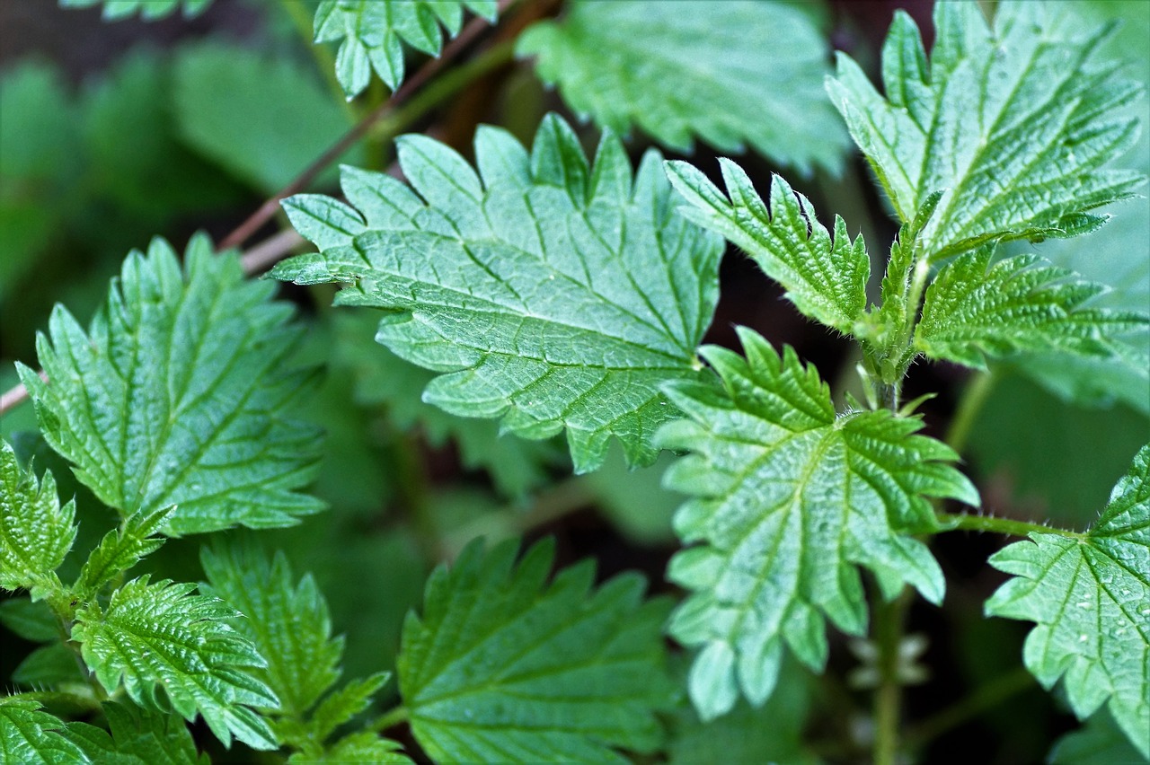 Image - nettle young vernal green burning