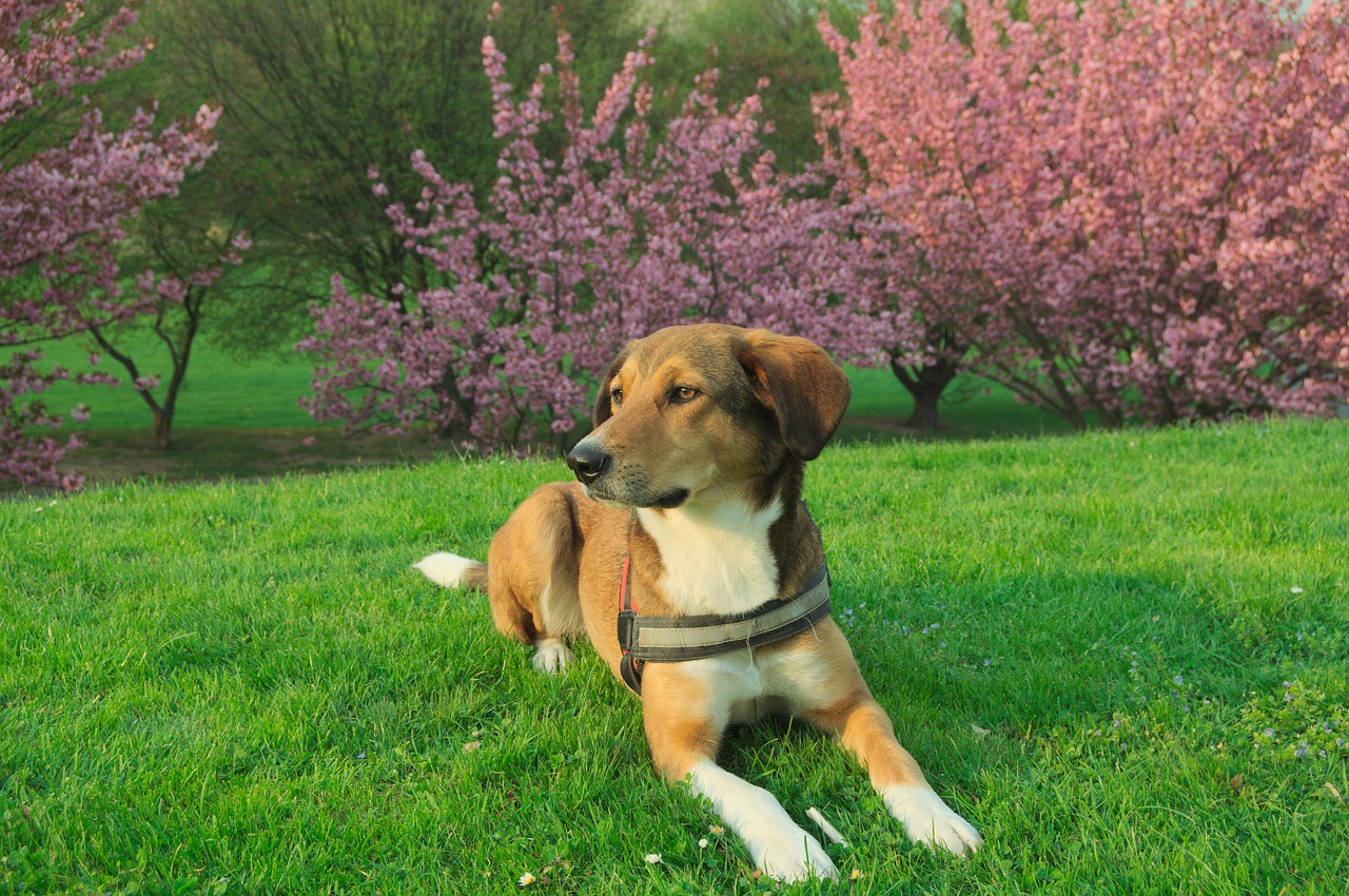 Image - dog concerns hybrid pet park