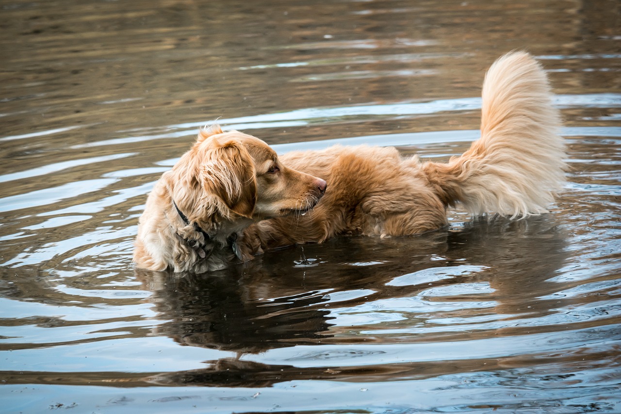 Image - golden retriever lake play dog