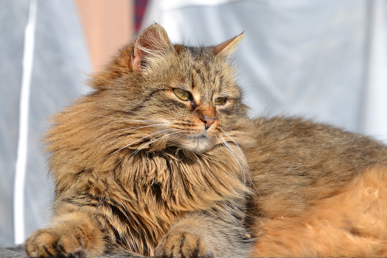Image - cat mackerel grey mieze