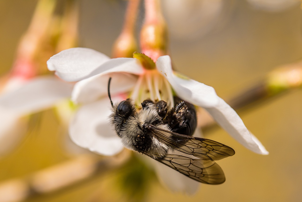 Image - gray sandy bee andrena cineraria