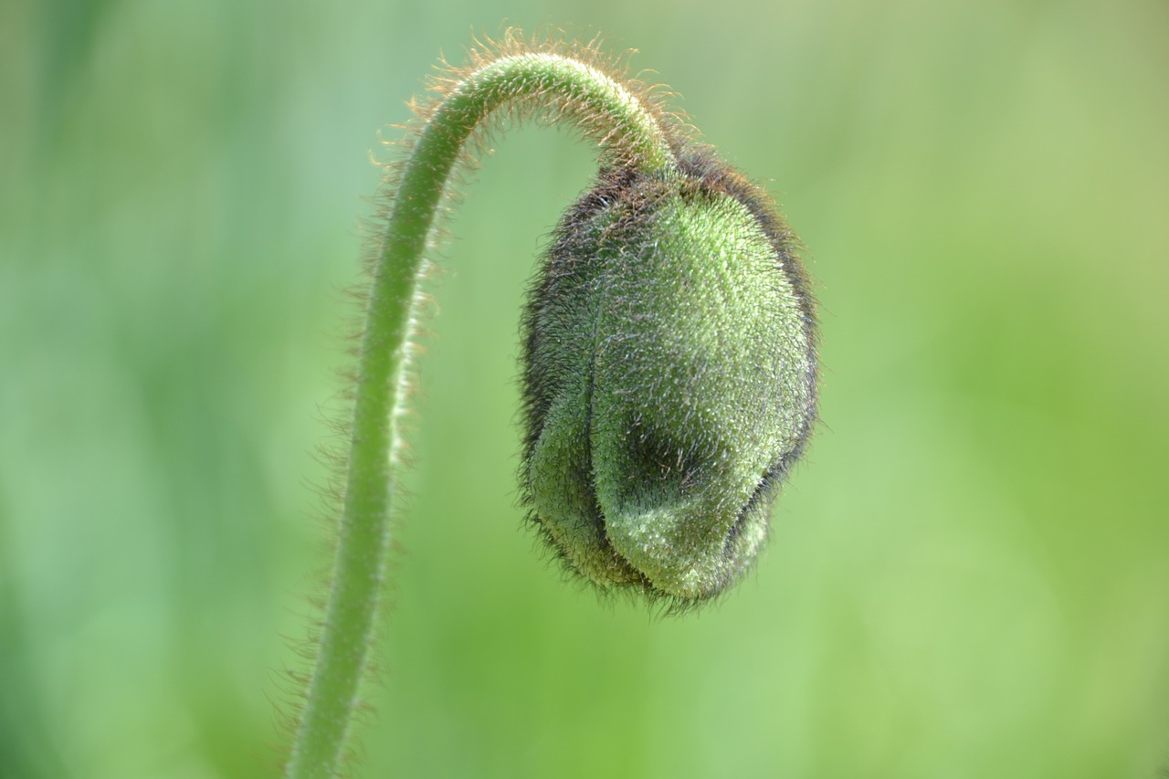 Image - poppy capsule poppy green plant