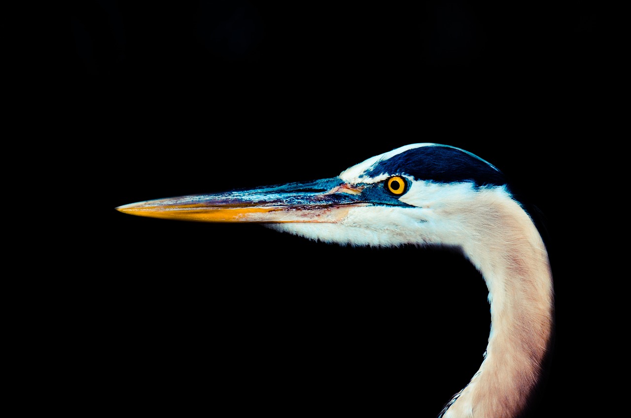 Image - aviary bird bill beak neck animal