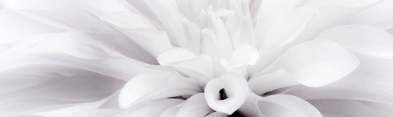 Image - flower dahlia white close