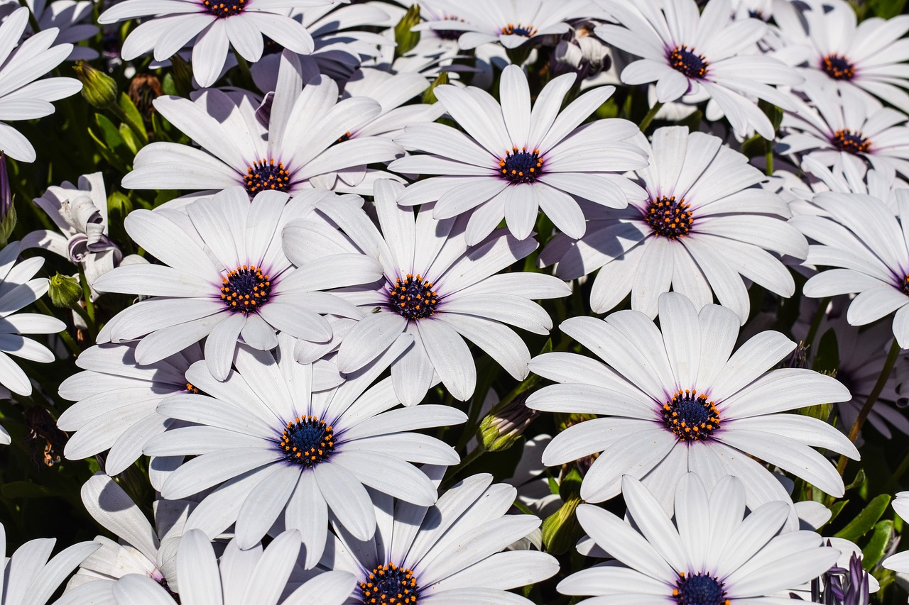 Image - african daisy flowers nature spring