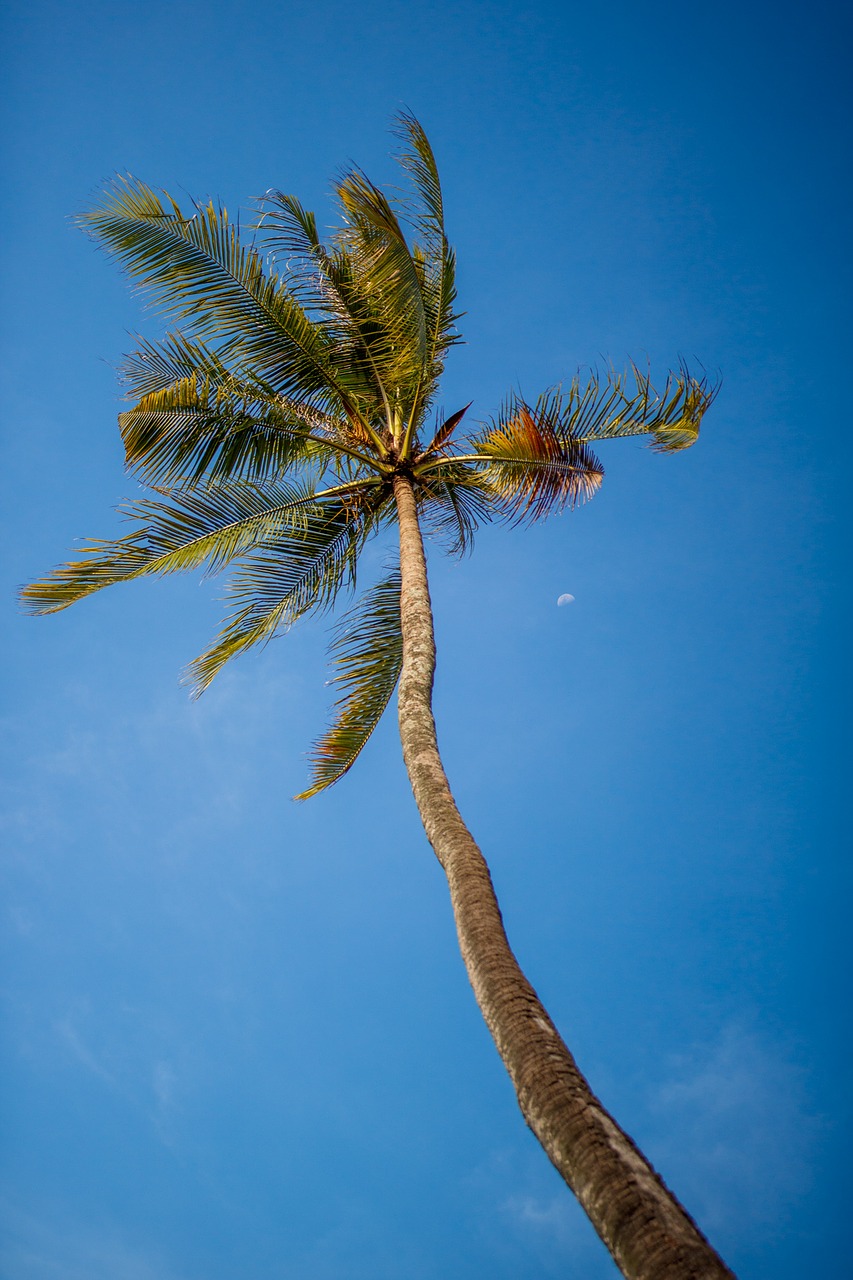 Image - coconut tree sky blue tall