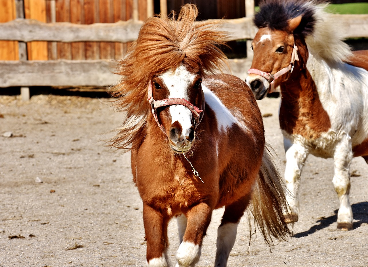 Image - horses play funny animal pony