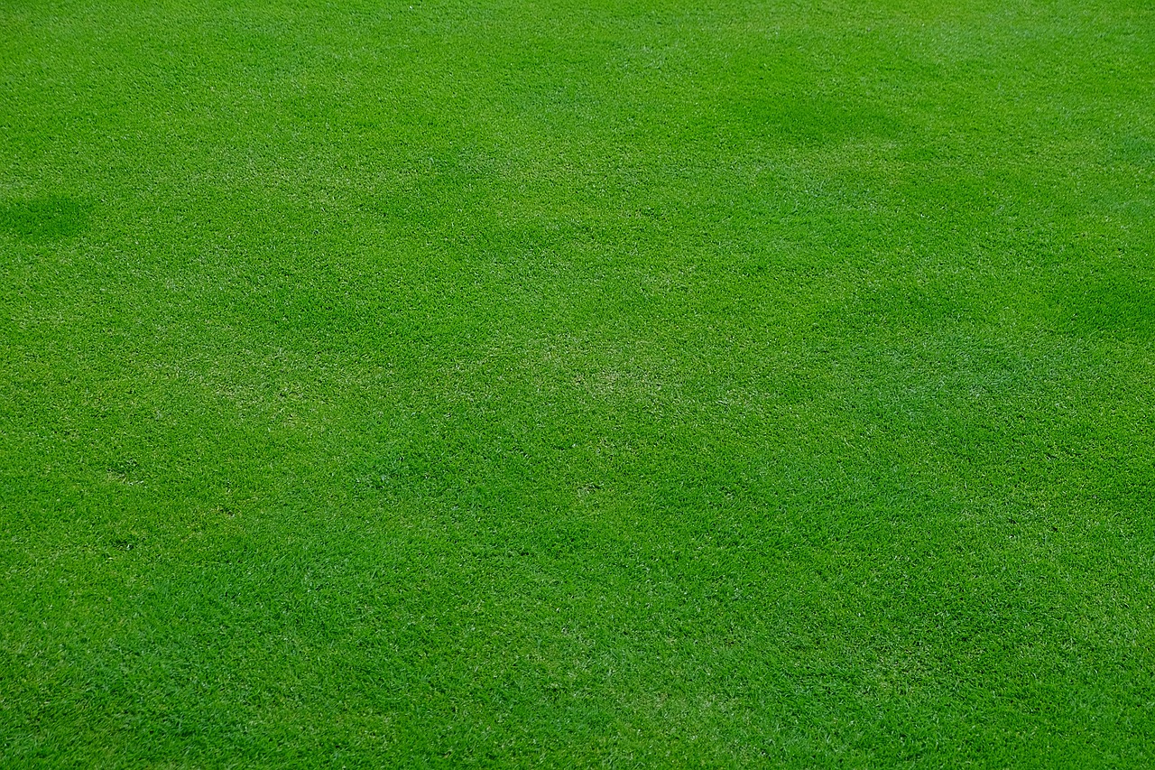 Image - rush meadow grass green spring