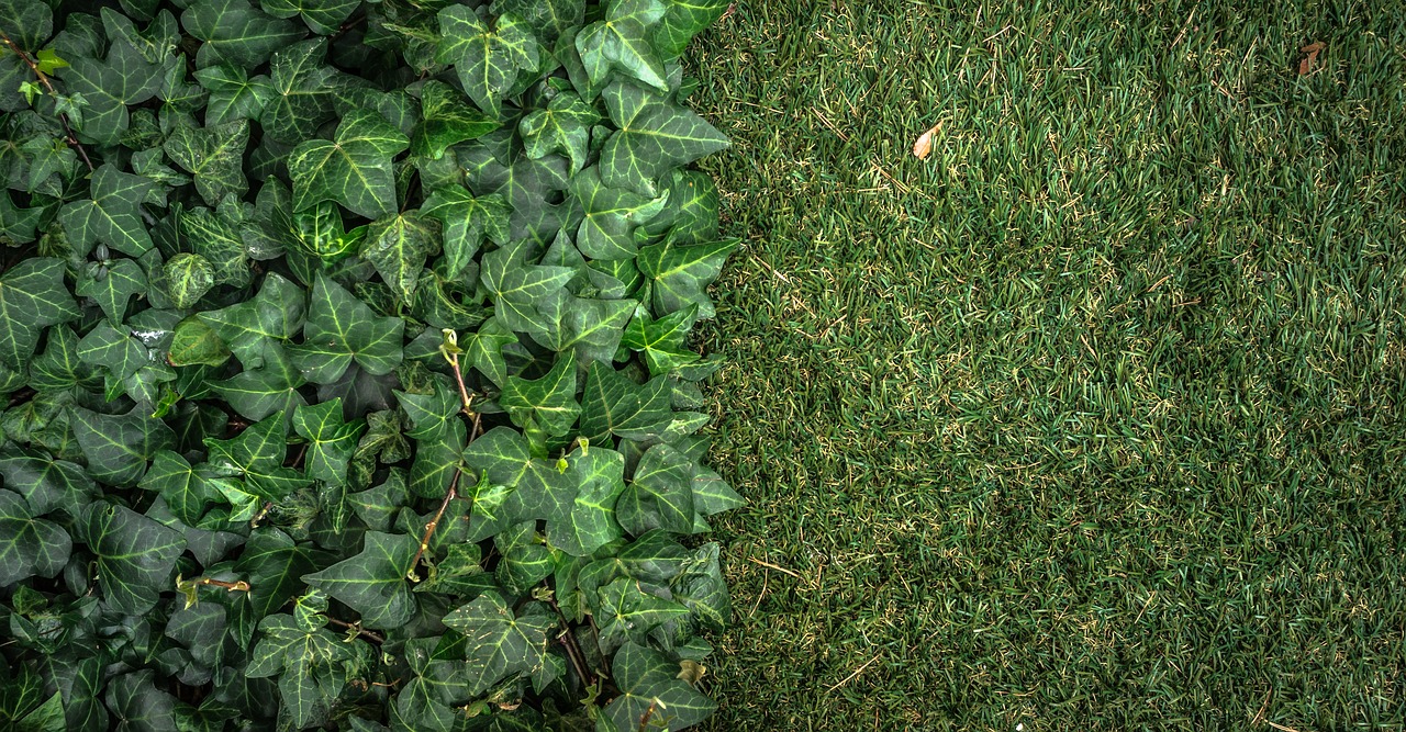 Image - ivy plants grass nature abstract