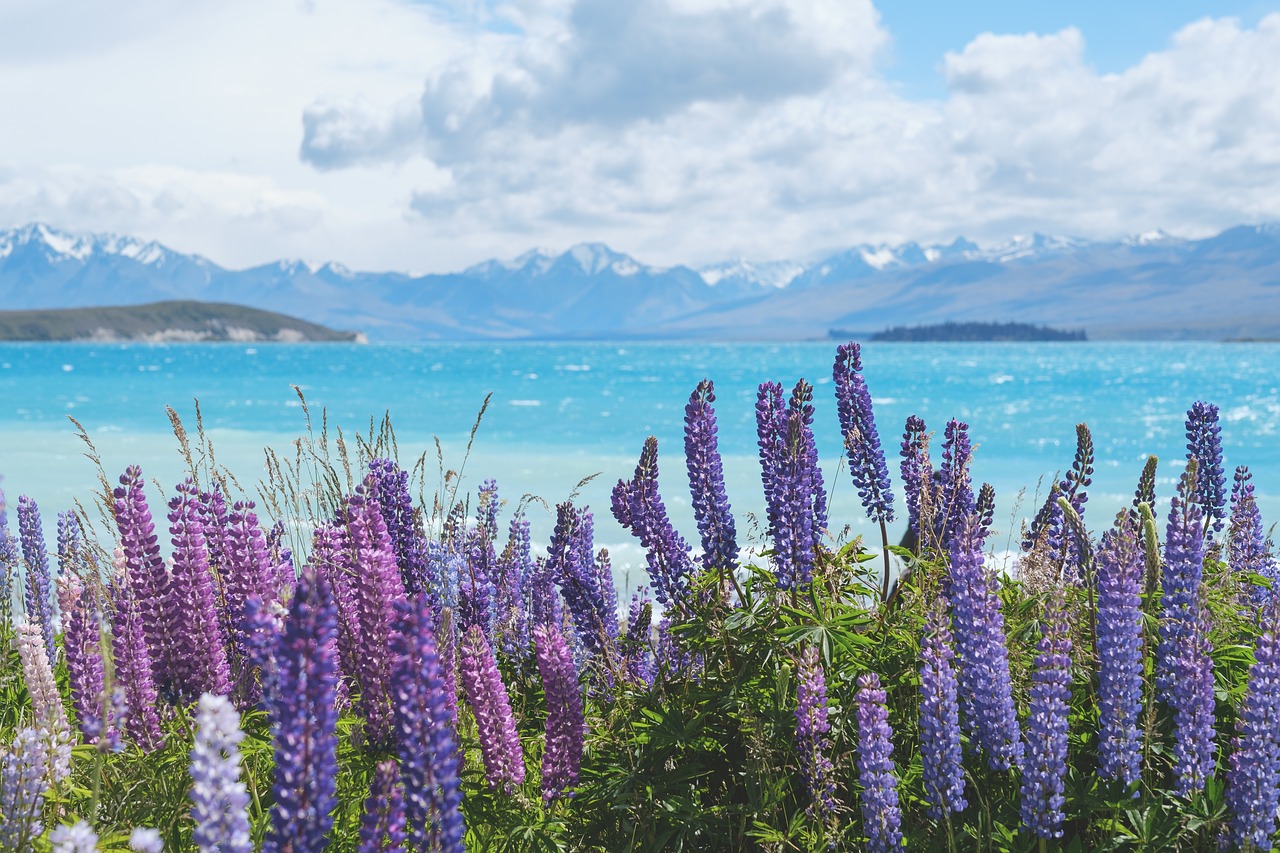 Image - nature blooms blossom spring